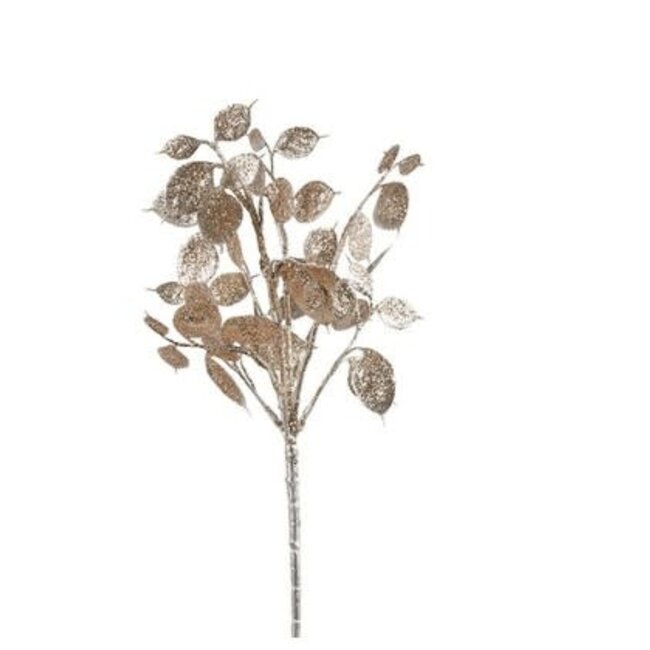 ## Lunaria champagne-L8B15H40CM