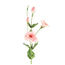 Countryfield Lisianthus roze-L93,98B13,97H13,97CM