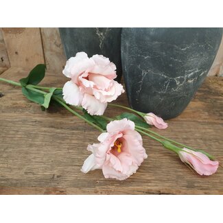 Countryfield Lisianthus roze-L93,98B13,97H13,97CM