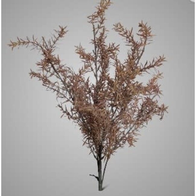 JUNIPERUS BRONZE 50 cm - kunst