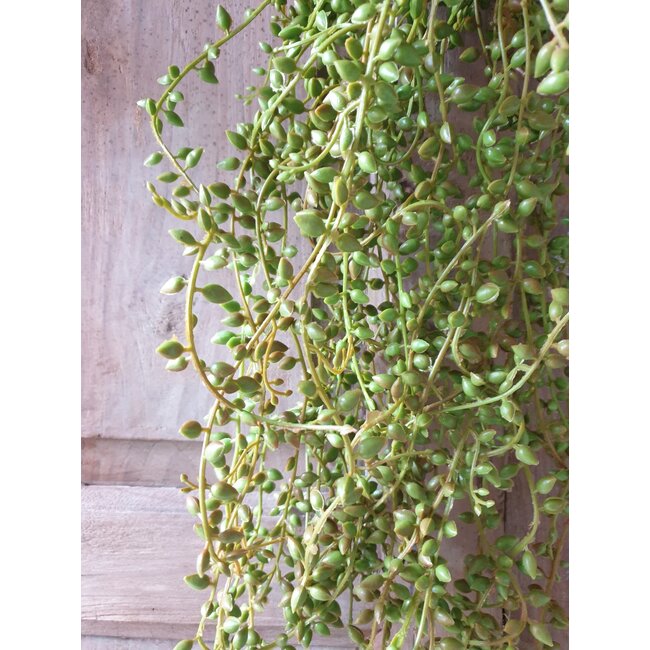 ## SENECIO HANGER GREEN 71 CM - kunst