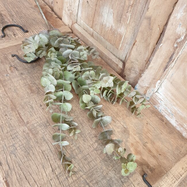 EUCALYPTUS TAK BRN/GRN 111 cm - kunst