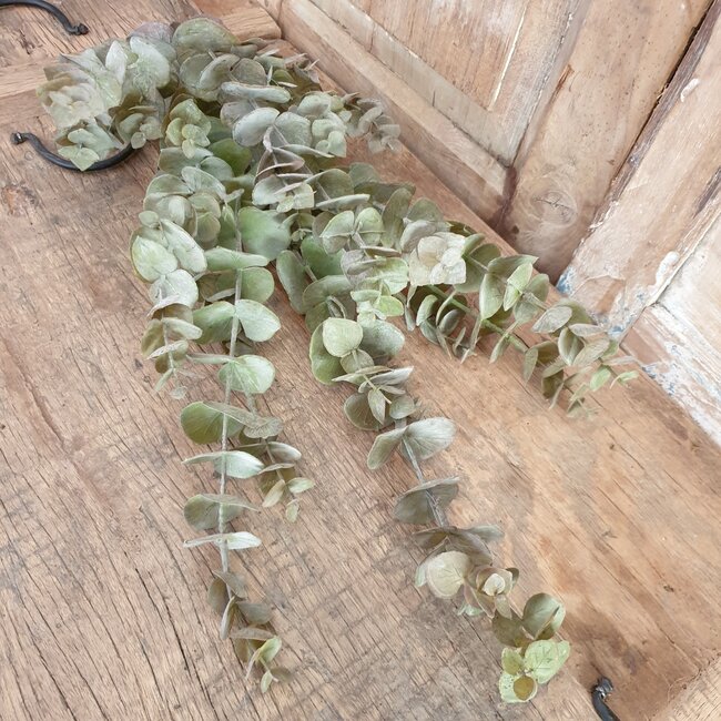 EUCALYPTUS TAK BRN/GRN 111 cm - kunst