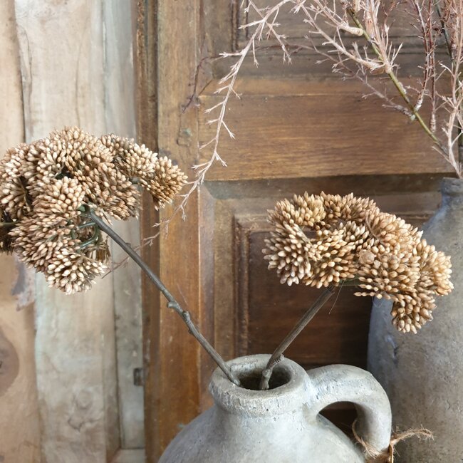 ## ANETHUM TWIG, 70 CM, BROWN, 24/144 - kunst