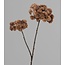 ## ANETHUM TWIG, 70 CM, BROWN, 24/144 - kunst