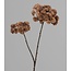 Brynxz * ANETHUM TWIG, 70 CM, BROWN, 24/144 - kunst