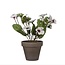 Viooltje Wit in Pot Stan grey d9cm - h19xd20cm