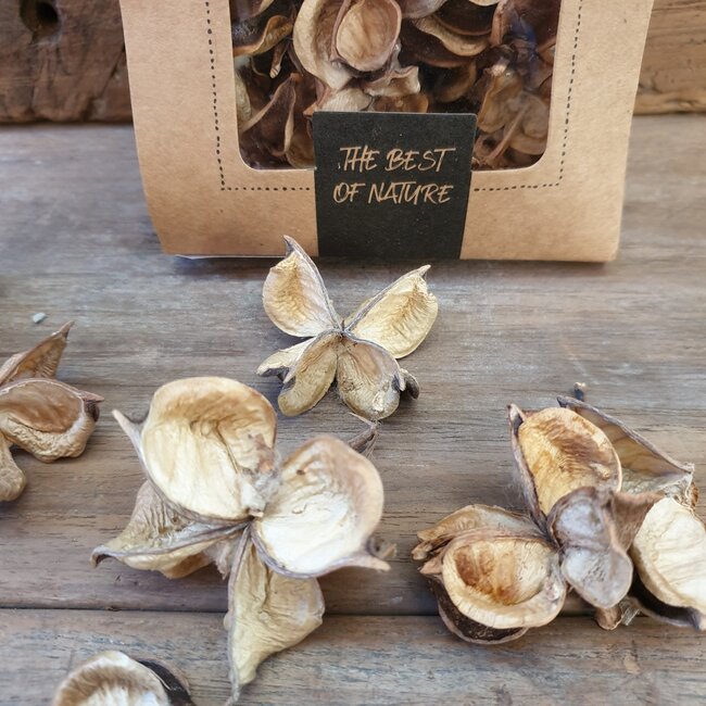 Cotton pods 40gr pbm - Natural