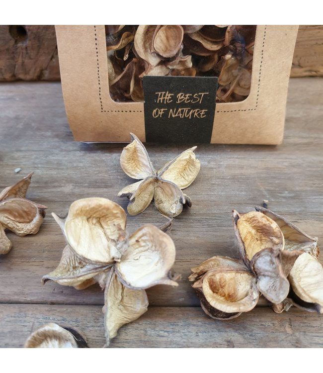 Cotton pods 40gr pbm - Natural
