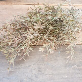 ## JUNIPERUS GREY 50 cm - kunst