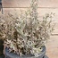 Brynxz # JUNIPERUS GREY 50 cm - kunst