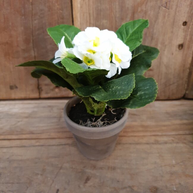 ## Primula Wit in Pot Stan grey d9