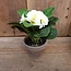 ## Primula Wit in Pot Stan grey d9