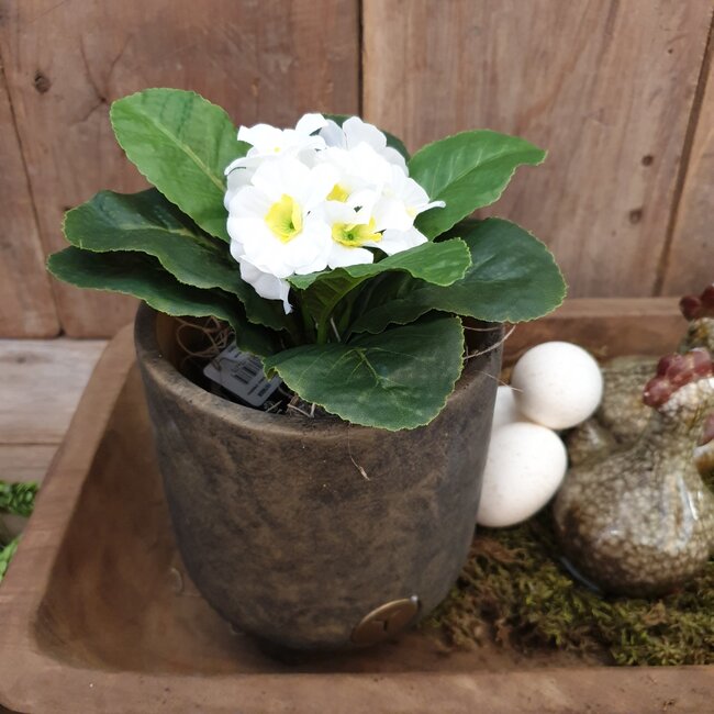 ## Primula Wit in Pot Stan grey d9