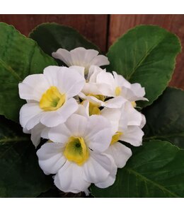Primula Wit d9