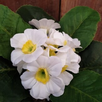 Primula Wit d9