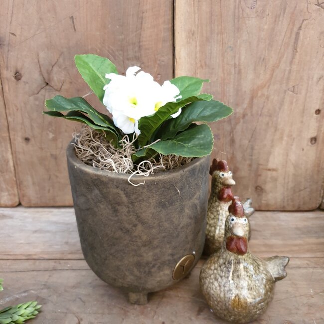 ## Primula Wit in Pot Stan grey d9