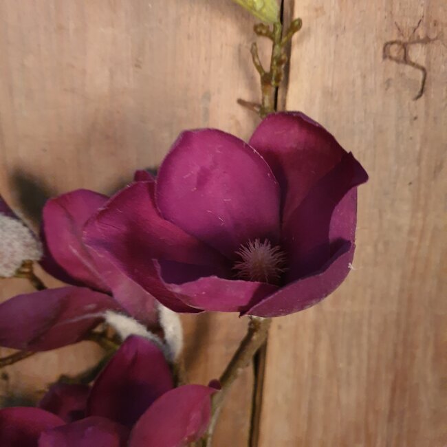 I701 - Magnolia - kunst - 59 cm