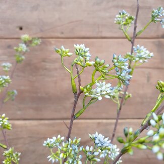 ## Dille weed spray - blue - 94 cm