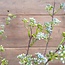 Brynxz Dille weed spray - blue - 94 cm