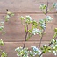 ## Dille weed spray - blue - 94 cm