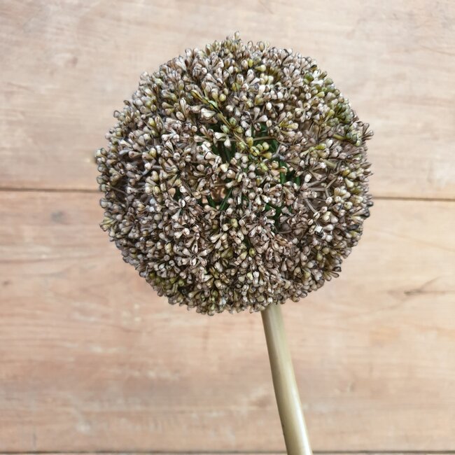 # Allium - bruin - kunst