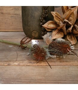 Teasel Stem 80cm - kunst
