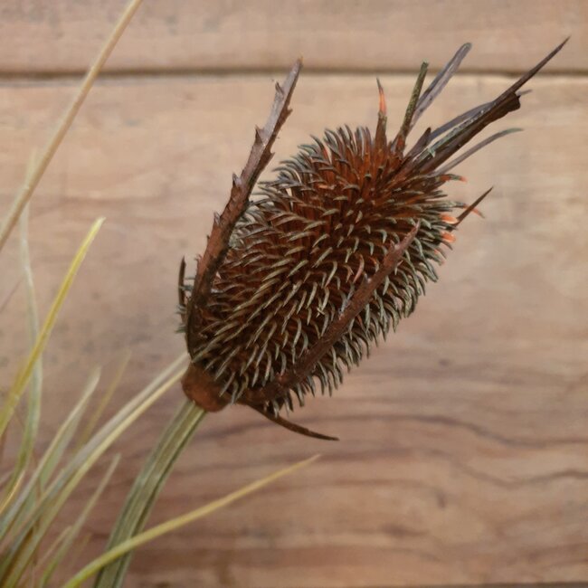 ## Teasel Stem 80cm - kunst