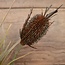 Teasel Stem 80cm - kunst