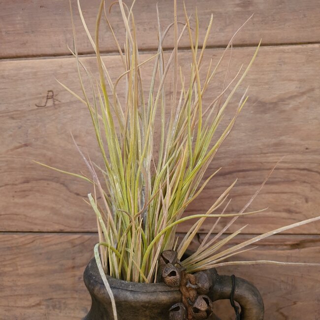 ## GRAS-ZWEIG 1/POLY, 79 CM, GRÜN-ROSA, 1/STCK