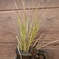 ## GRAS-ZWEIG 1/POLY, 79 CM, GRÜN-ROSA, 1/STCK