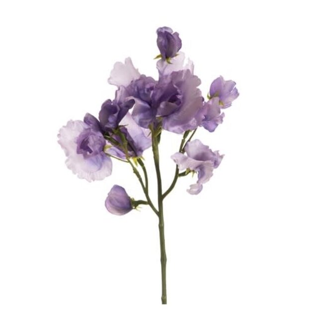 Lathyrus – L46cm – Lavendel