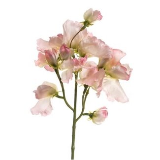 Lathyrus – L46cm – Roze/wit