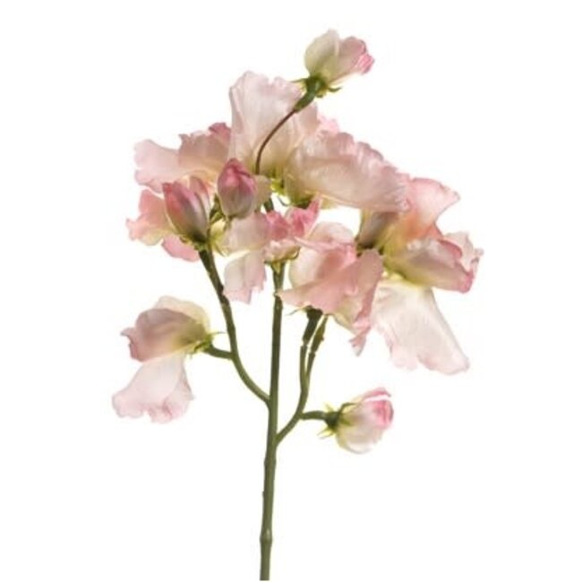 Lathyrus – L46cm – Roze/wit