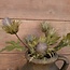 ## THISTLE, 68 CM, MAUVE