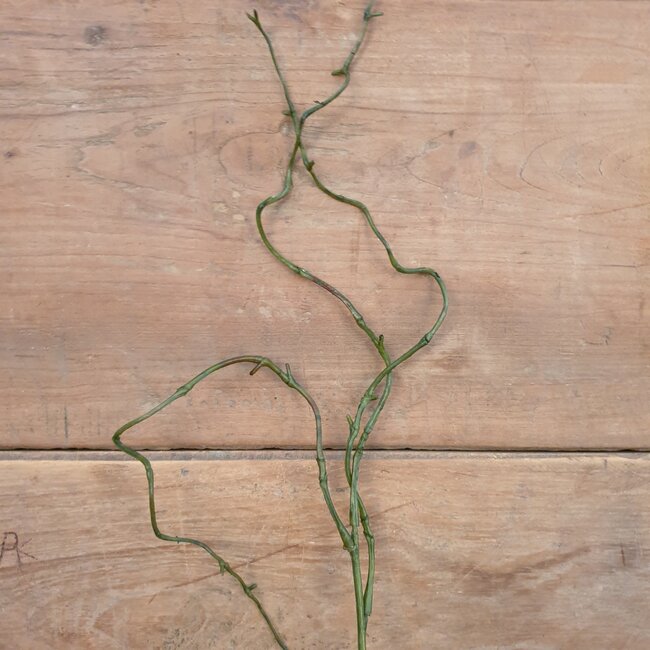 WEIDENZWEIG, 80 CM - kunst