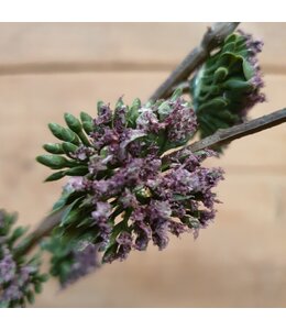 ## pine spray purple - 92 x 28 x 13 cm
