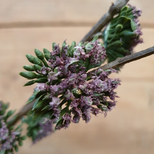 pine spray purple - 92 x 28 x 13 cm