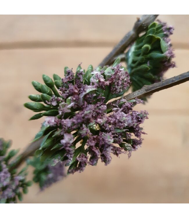 Brynxz pine spray purple - 92 x 28 x 13 cm