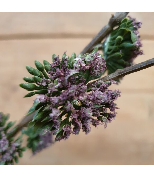 ### pine spray purple - 92 x 28 x 13 cm