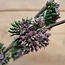 pine spray purple - 92 x 28 x 13 cm