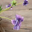 Centaura purple 64 cm
