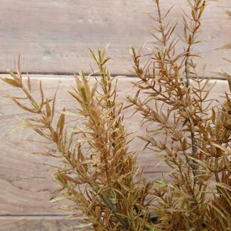 Brynxz ~Juniperus Brown - 71 cm - kunst