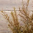 Brynxz # Juniperus Brown - 71 cm - kunst