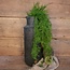 # W581 - Asparagus - kunst - 65 x 45 x 12 cm