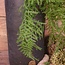 # W581 - Asparagus - kunst - 65 x 45 x 12 cm