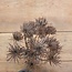 ## HERACLEUM, 72 CM, Bruin, - bereklauw - kunst