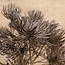 ## HERACLEUM, 72 CM, Bruin, - bereklauw - kunst