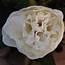 A228 - pioenroos wit - tak met 3 bloemen - 72 cm