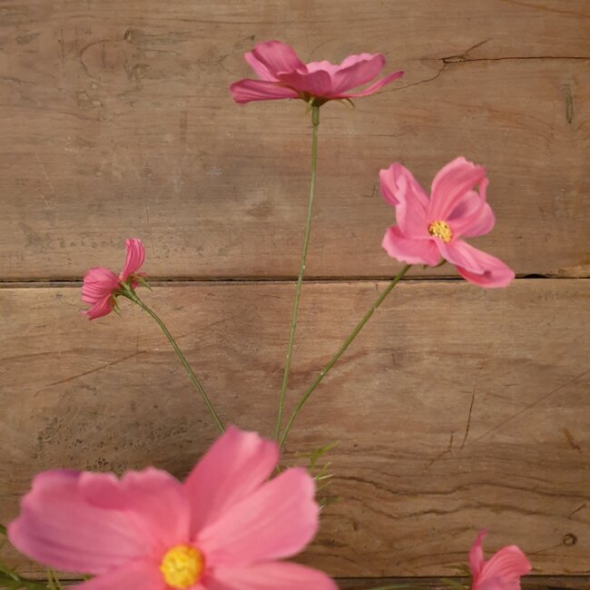 Cosmos Spray x3 77cm - donkerroze